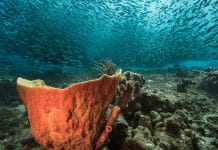 Duiken in Curacao: Ontdek de beste plekken en duikscholen