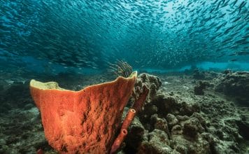 Duiken in Curacao: Ontdek de beste plekken en duikscholen