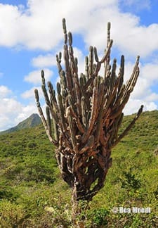 De Kadushi cactus van curaçao
