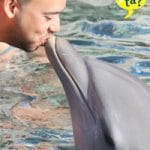 dolphin-encounter-curacao