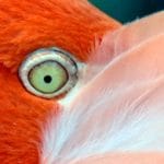flamingo-birds-curacao