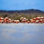 flamingos-spotten-curacao
