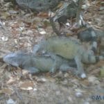 iguana-curacao-porno