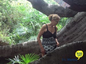 De Mooie oude Kapokboom in Curaçao.