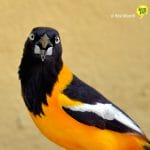 oriole-curacao-birds