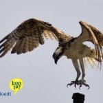 osprey-curacao-birds