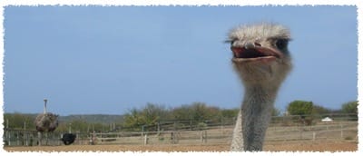 Ostrich Farm: Grote grijze Pino’s en enorme eieren!