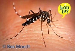 Regentijd op Curaçao: Invasie van de verrekte muggen!