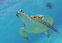 Mogelijke onderwater dieren bij het duiken in het Curaçaose water.